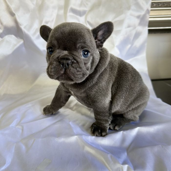 Menino Buldog Frances