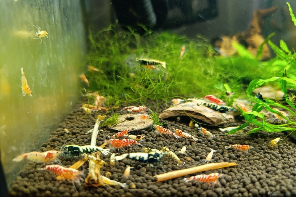 Krewetki Caridina mix po Taiwan Bee / Galaxy /Fishbone 8,7,6,5 zł/szt