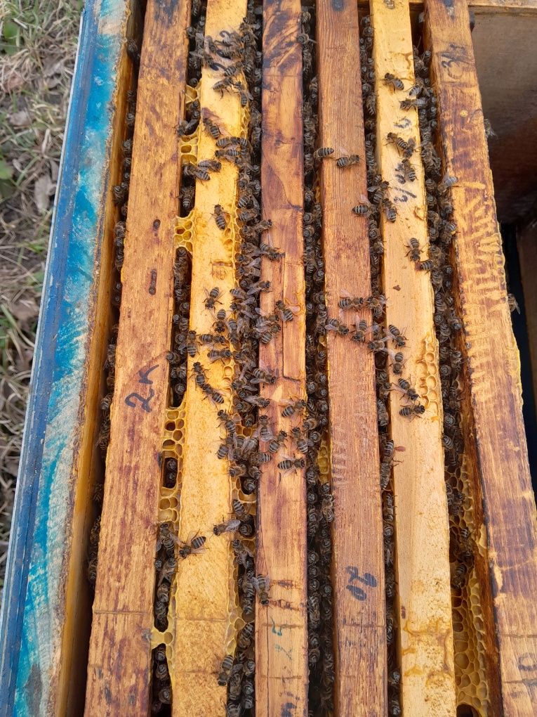 Бджолопакети бджолосімї