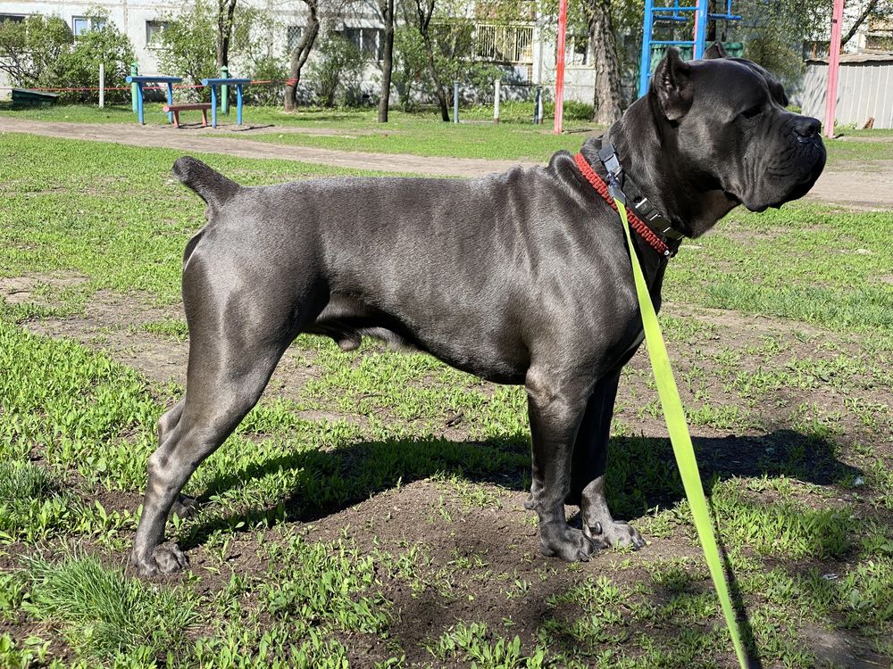 Кане корсо.серый кобель. вязка офиц.тест A/00.Cane corso.