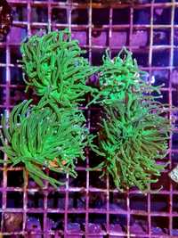 Euphyllia glabrescens TOXIC GREEN !! Akwarium Morskie