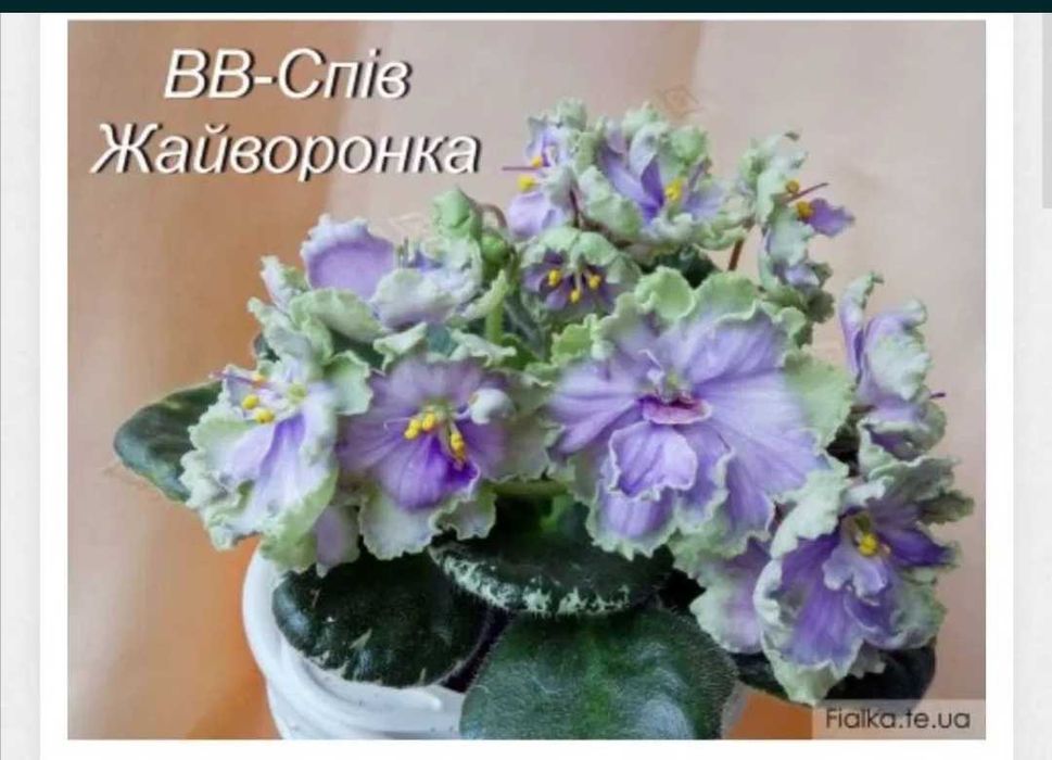 Дітки сортових фіалок, стартери, листочки