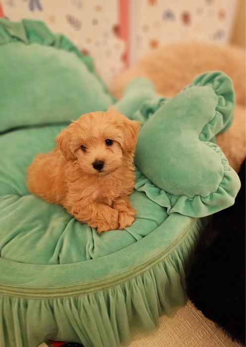 ‼️Exclusive‼️Щенки Мальтипу, maltipoo f1 maltipoo f2