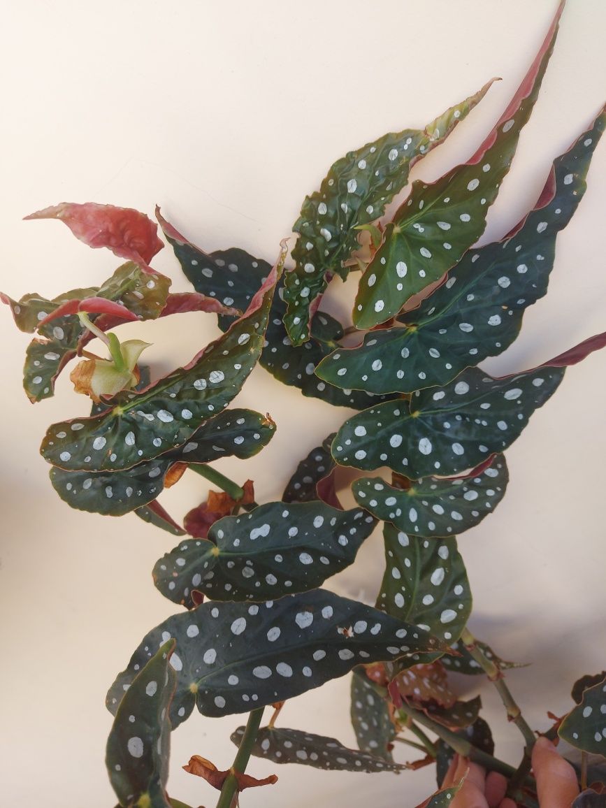 Бегония Макулата / Begonia maculata