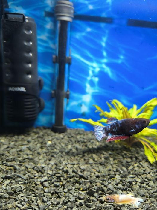 Sprzedam 3 samiczki bojownika