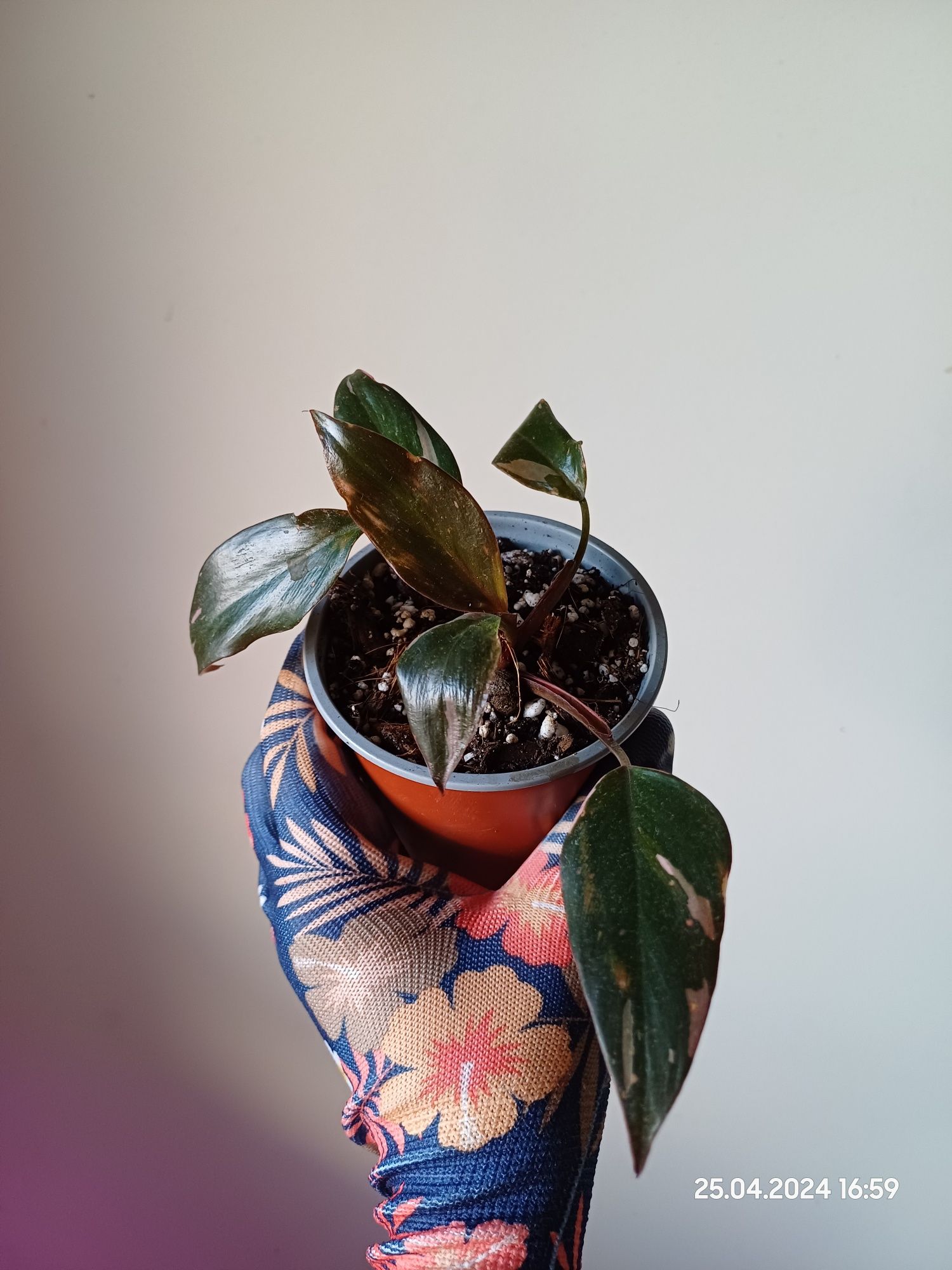 Philodendron pink princess