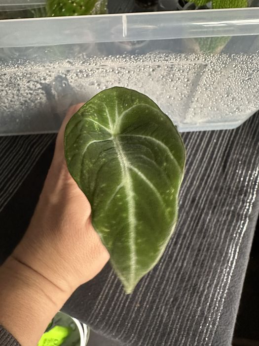 Alocasias baby de diferentes especies e Monstera Adansonii