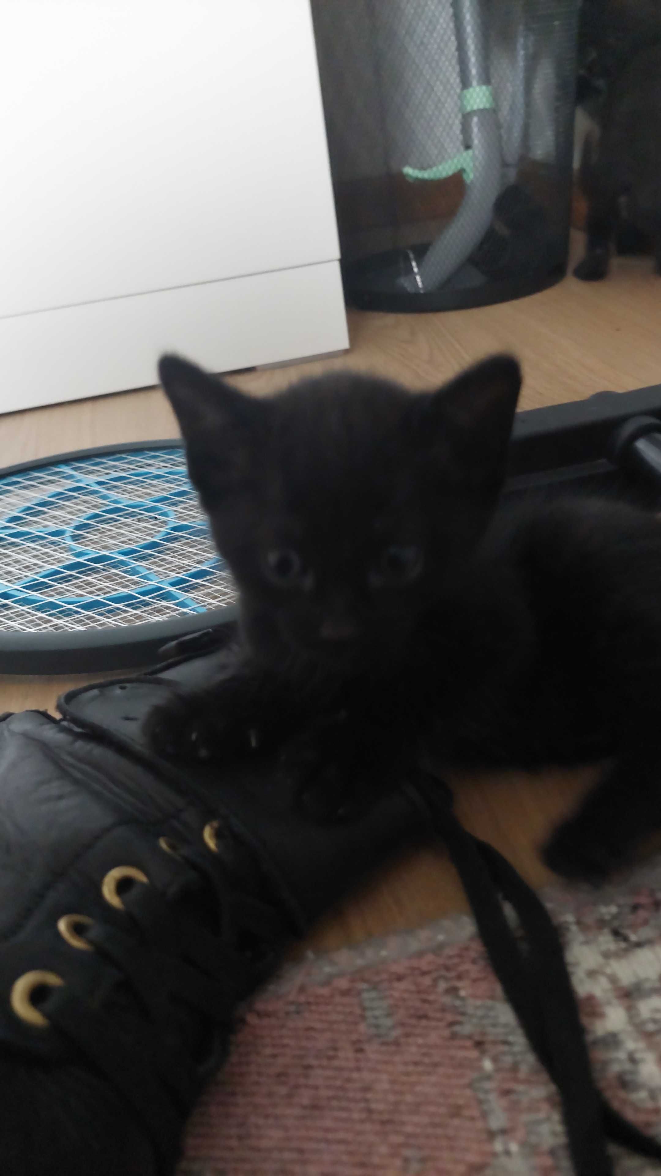 Adopção Gatinhos