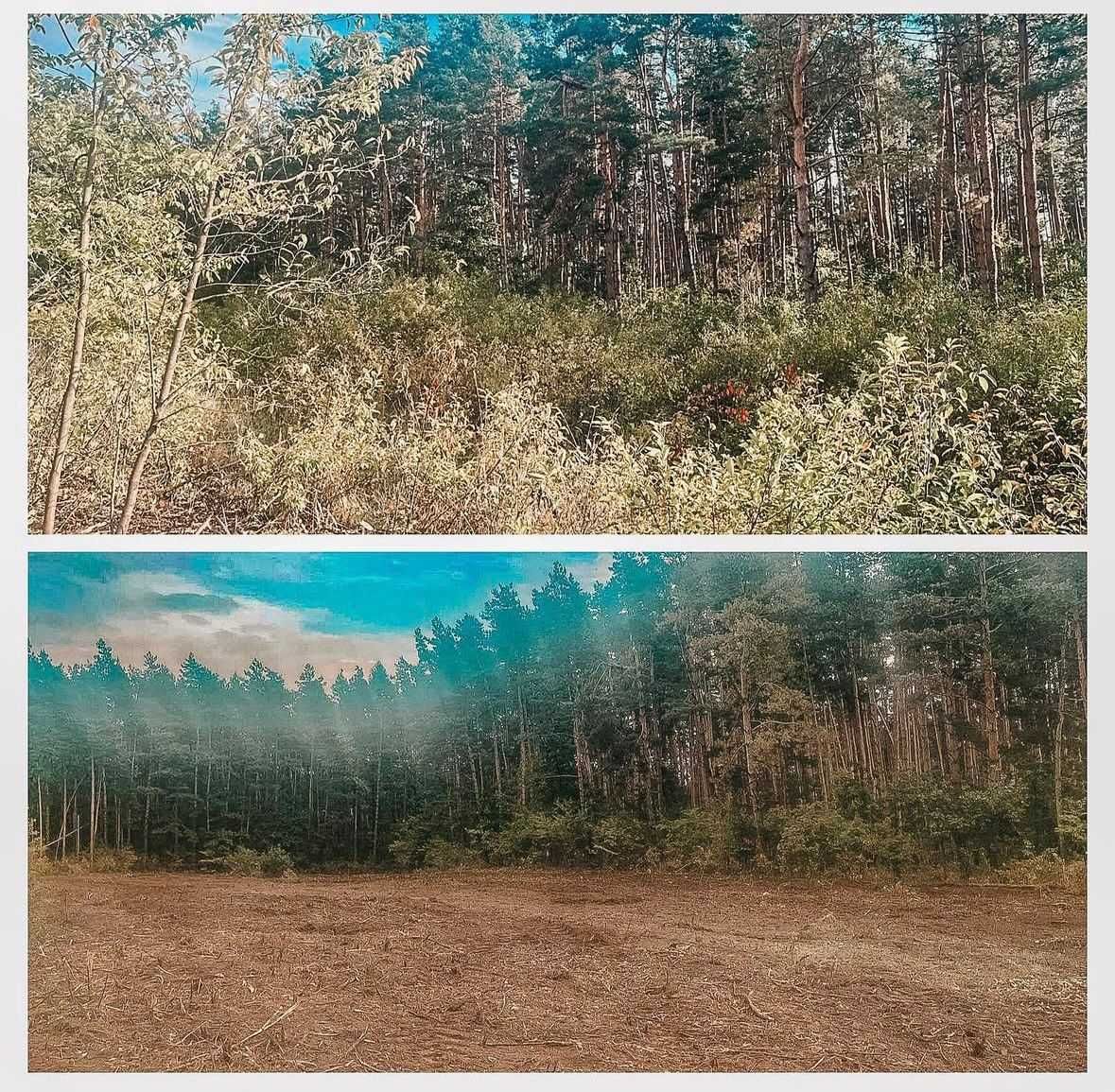 Mulczer, Mulczowanie, Karczowanie, Usuwanie zakrzaczeń
