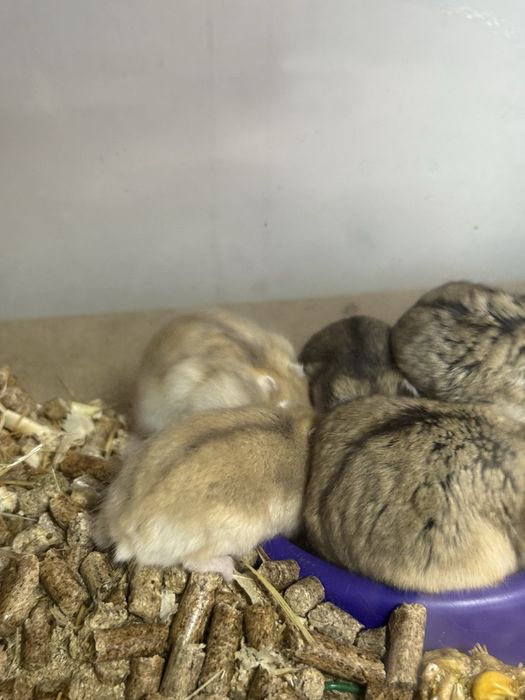 Хомяки хлопчики та дівчатка