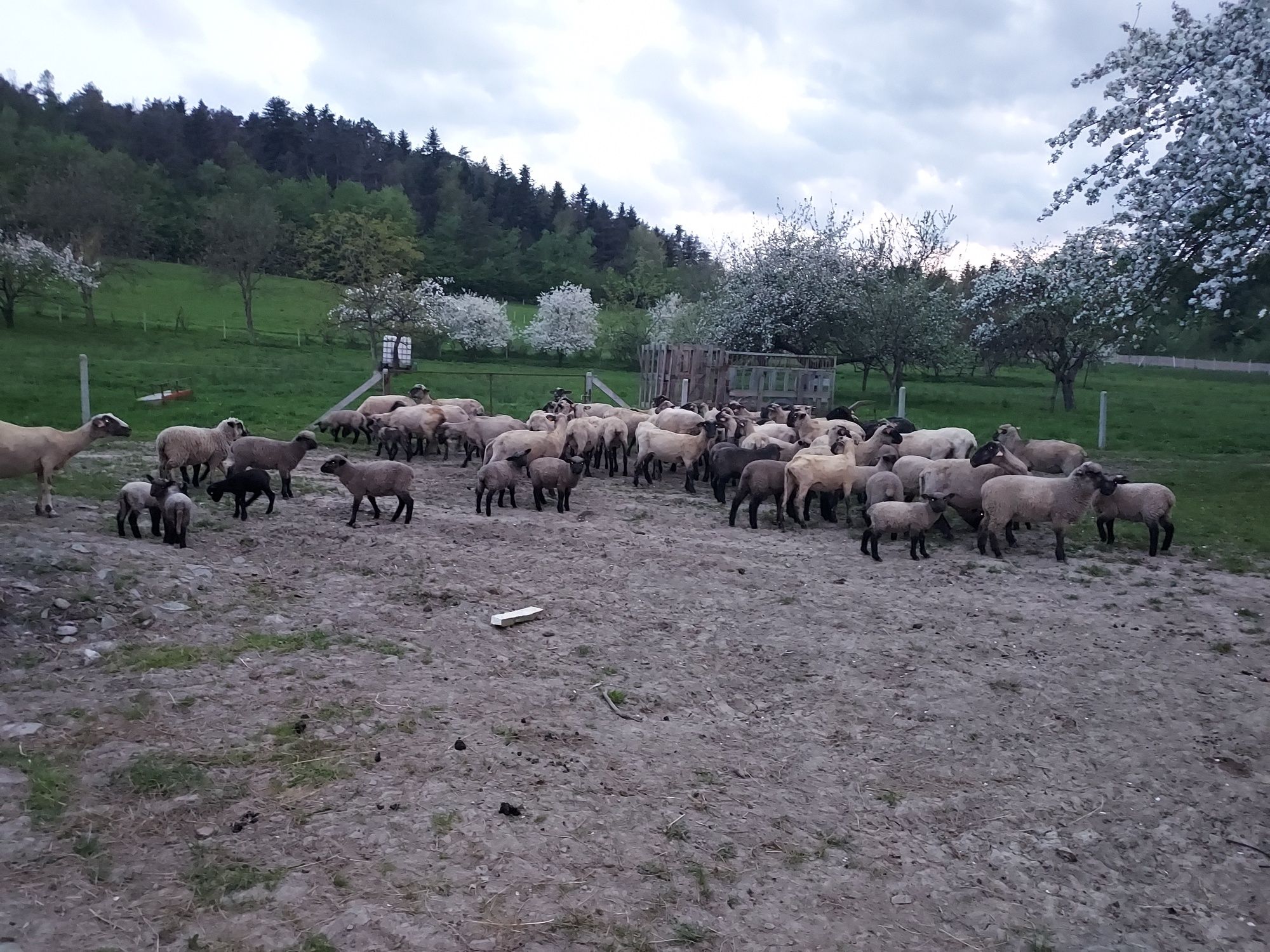 Sprzedam jagnieta czarnogłówka