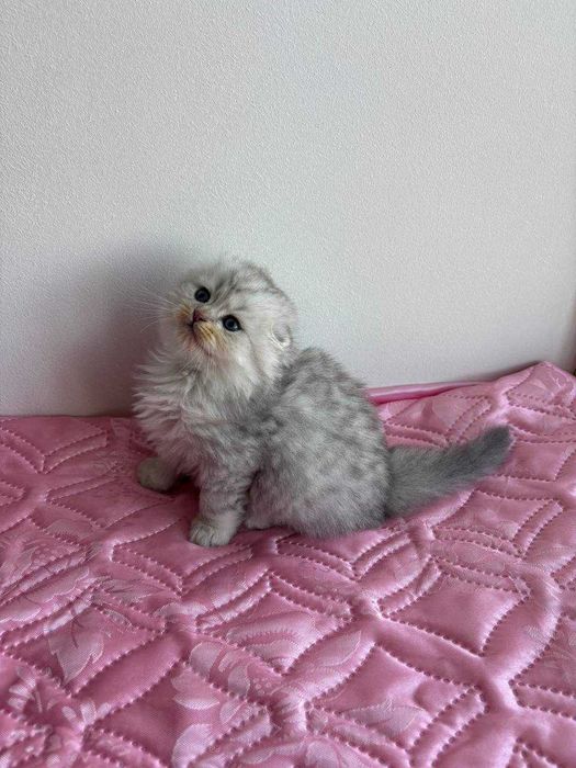 Шотландский котенок, Хайленд фолд , питомник