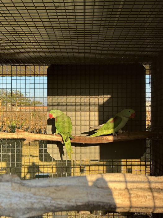Varias aves cadais reprodutores e deste ano