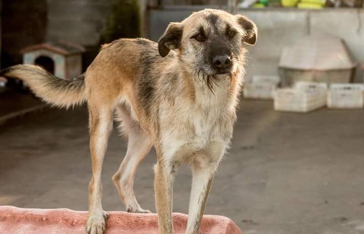 Vivente- cachorro de porte médio para adoção