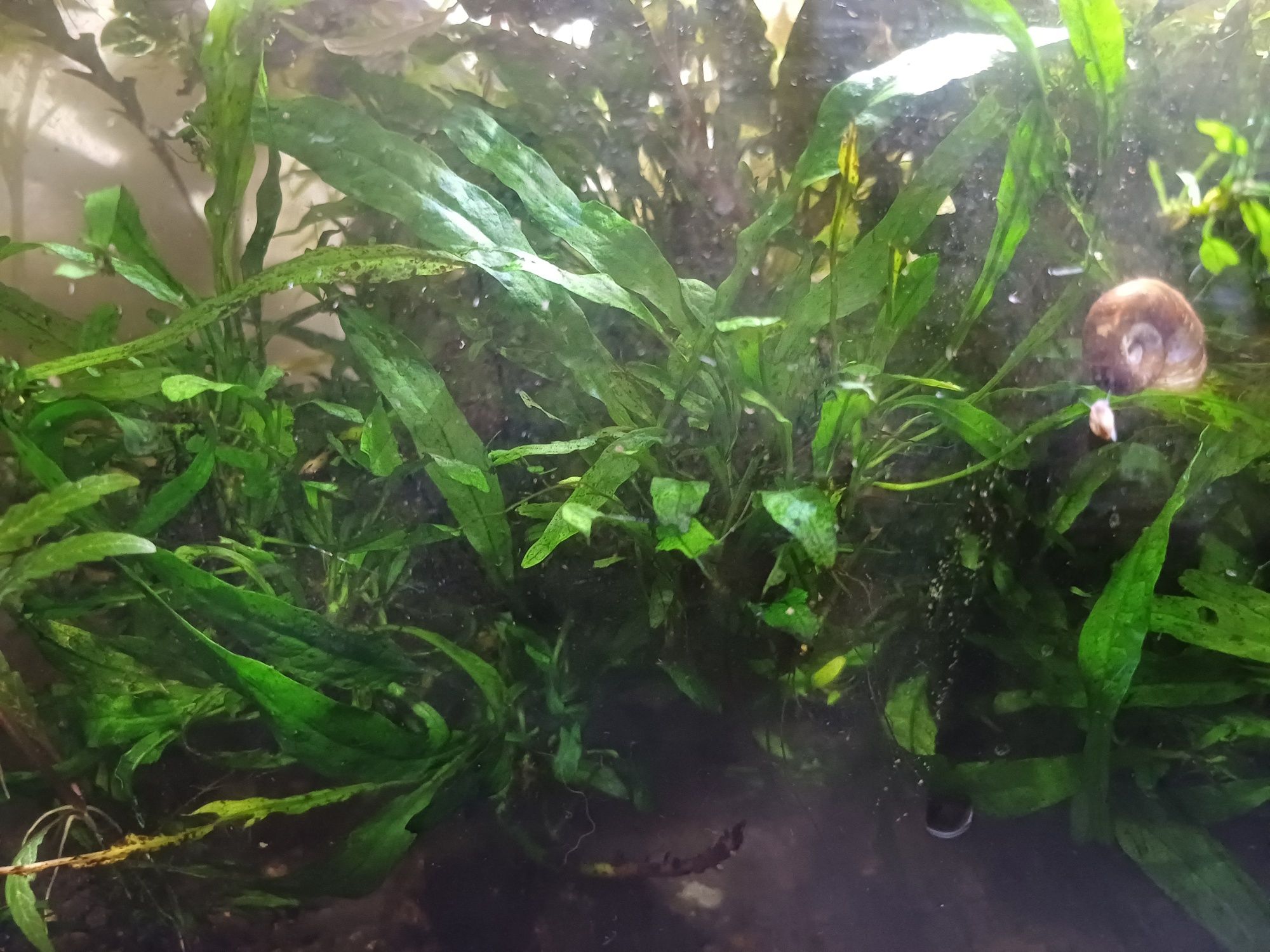 Mikrozorium oskrzydlone