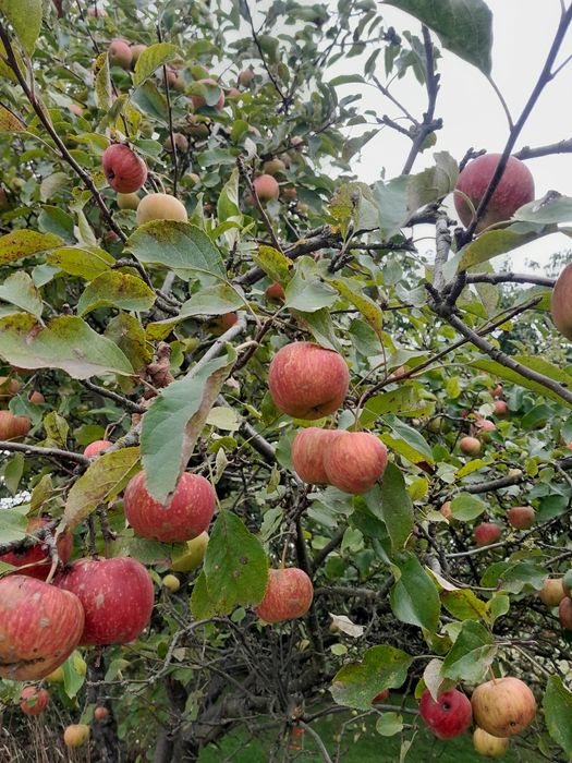Jabłka eko różne odmiany wysyłka