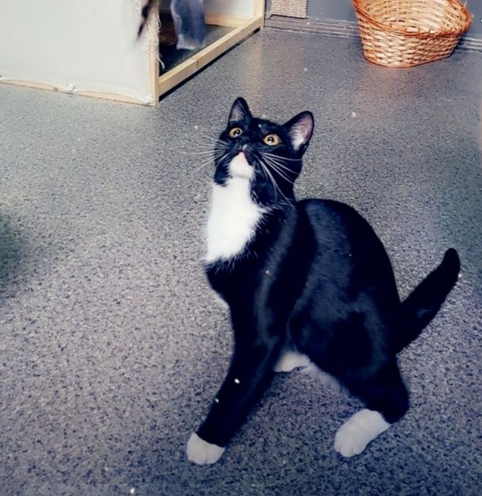 Młoda kotka Jania szuka domku