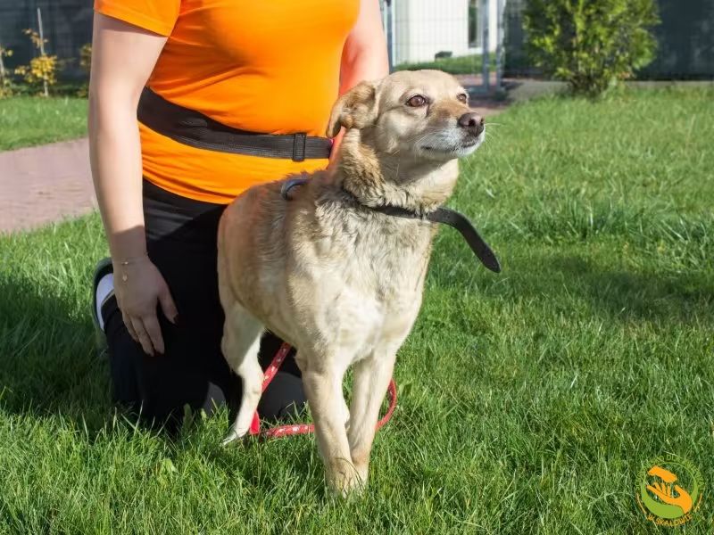 Lola sunia o złotym sercu do adopcji