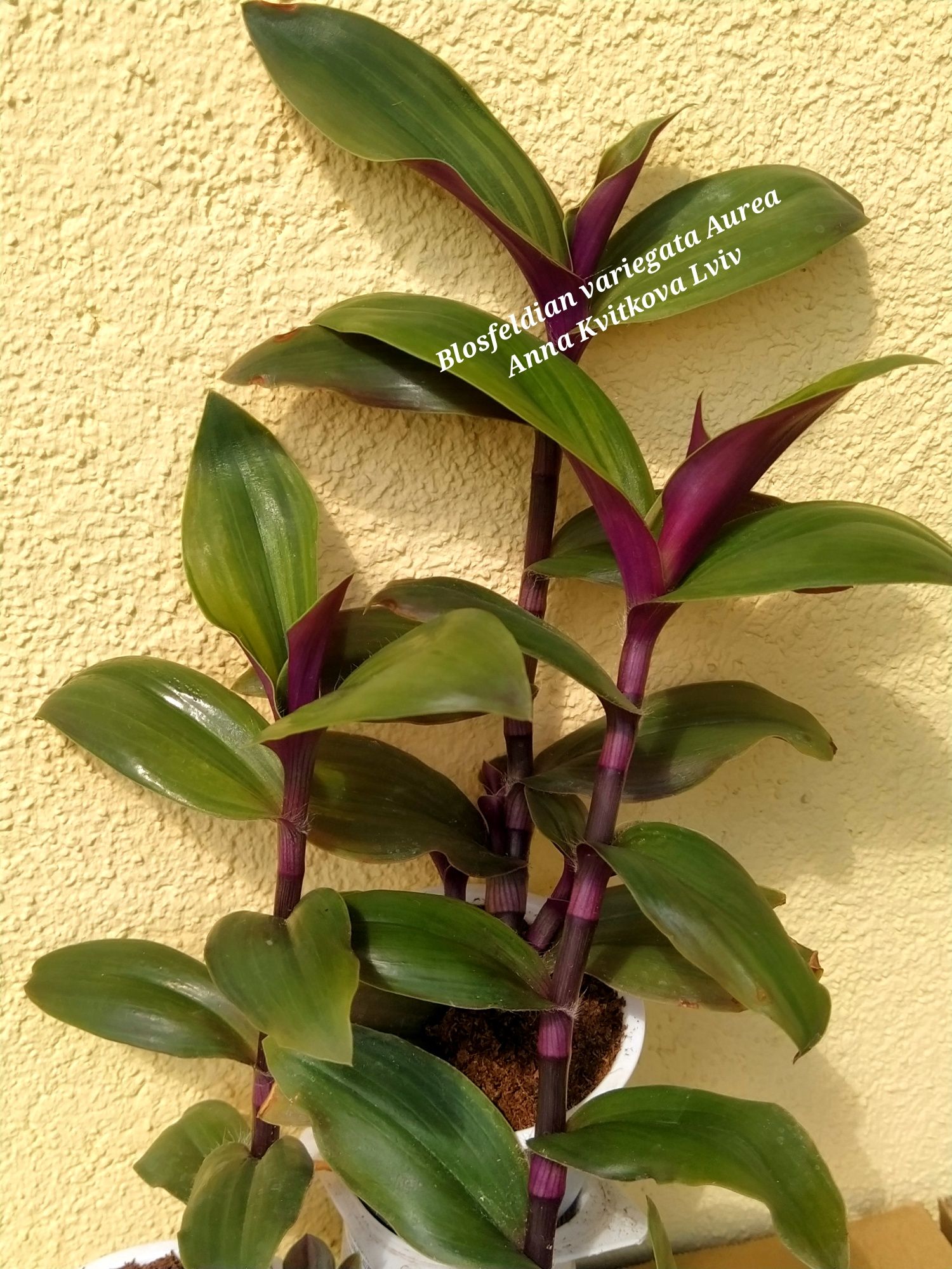 Традесканція  Blosfeldian variegata Aurea