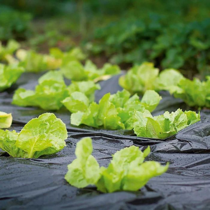 Плівка чорна технічна 250 мкм, 6×10 м — для, бліндажів,зерна,ставків