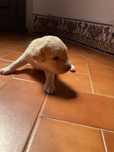 Caes bebes para dar!