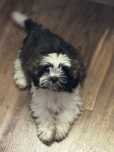 Shih tzu szczeniaczki