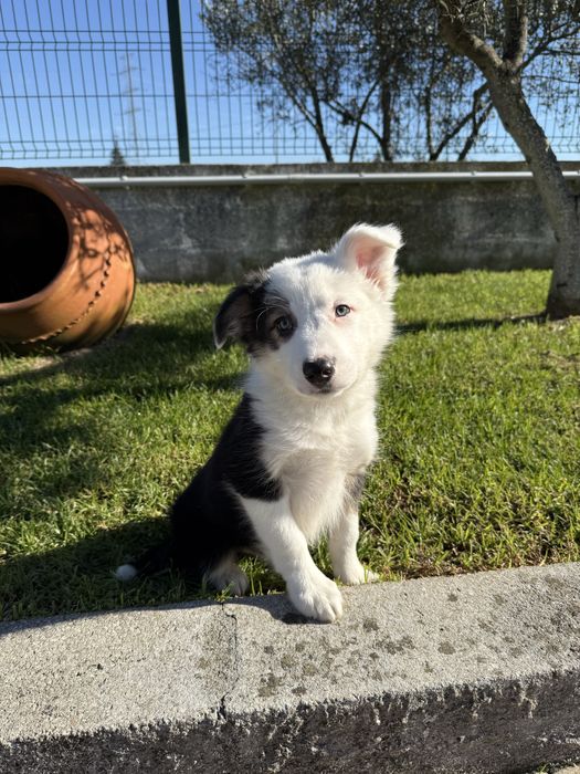 Border collie Tricolor Meiguinho
