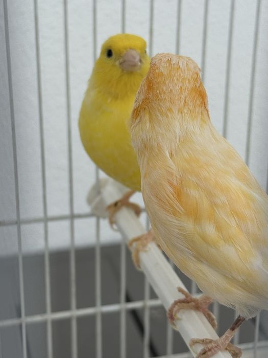 Gaiola branca com 4 canários