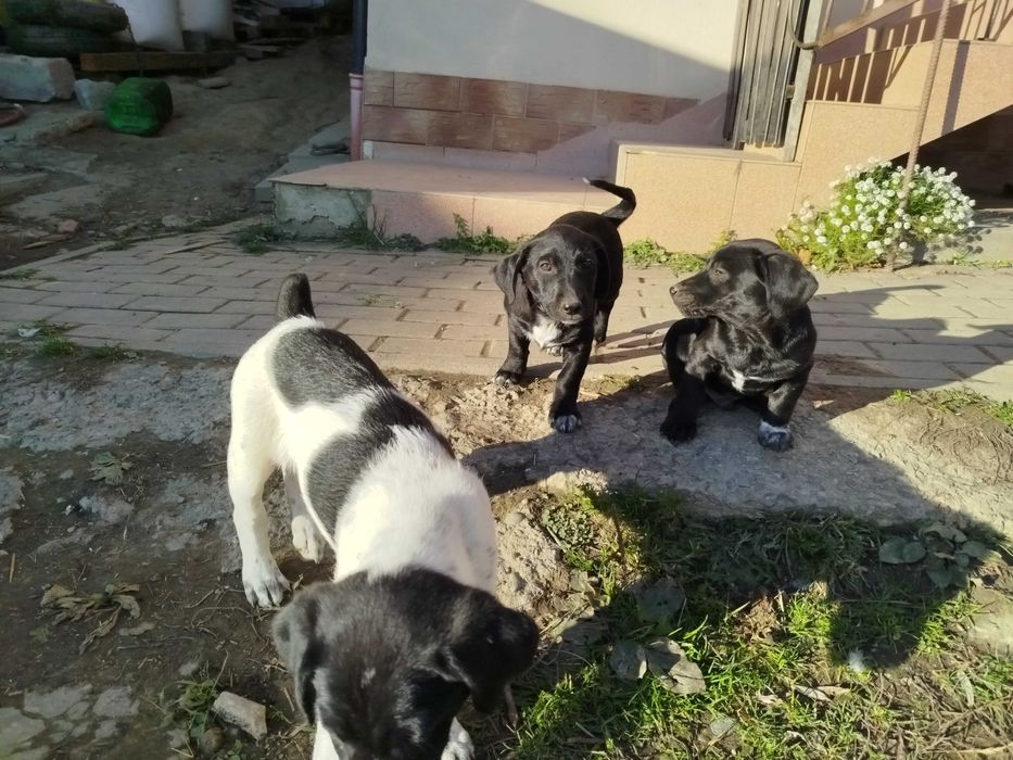 Oddam pieski szczeniaki !!!