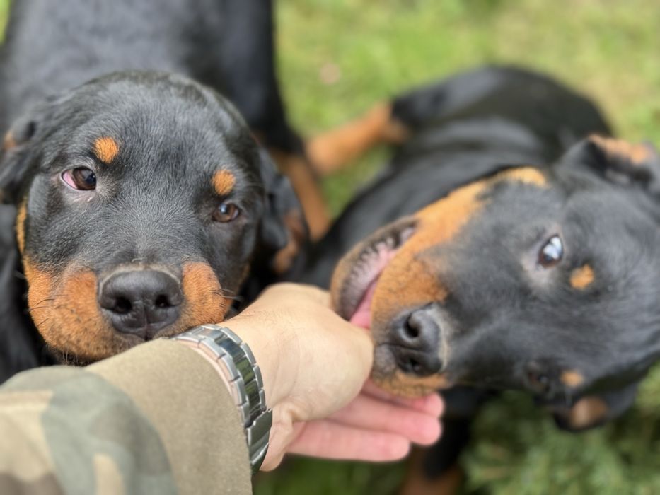 Цуценята Ротвейлера