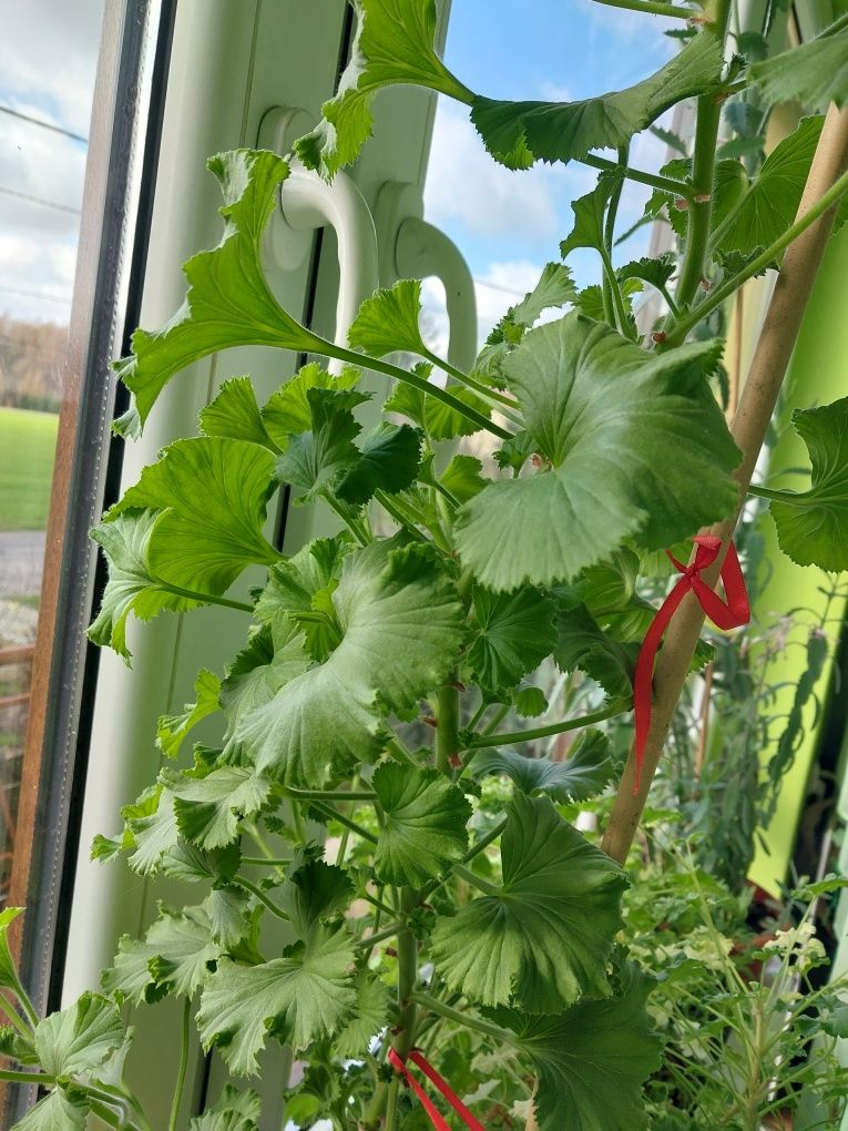 Pelargonia angielska Joy