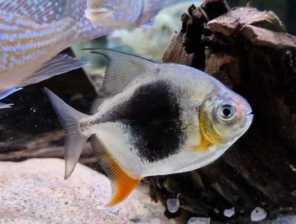 Pirania pasiasta blackberry – Myloplus schomburgkii