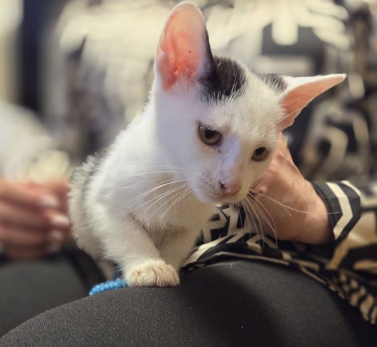 Oddam kocurka za darmo