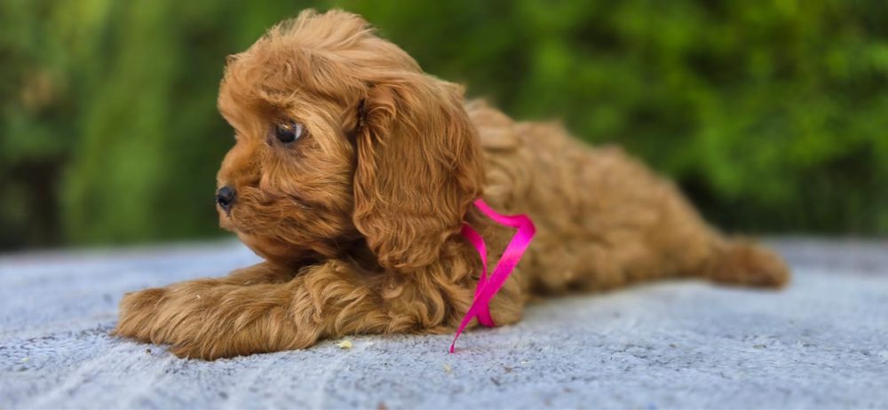 XXS Cavapoo MINI badania pudel cavalier bardzo inteligentny