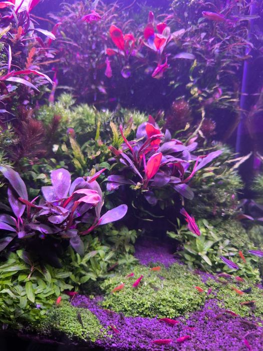 Аквариумные растения