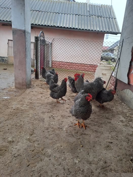 Продам кугута породи Амрокс