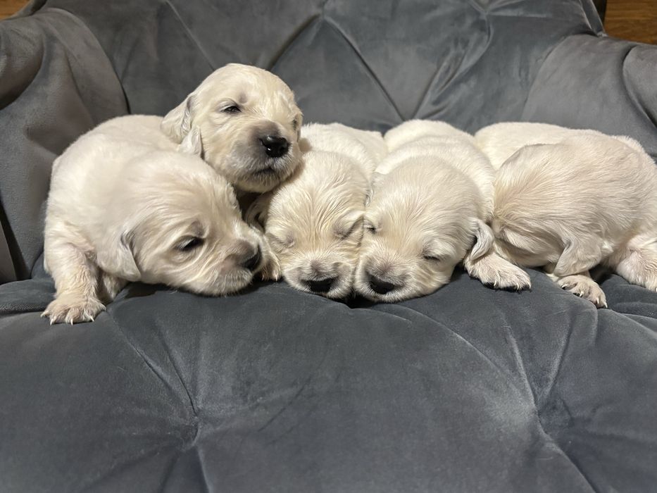 Pies Golden Retriever FCI ZKwP