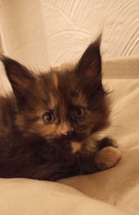 Kotka Maine Coon czarna szylkretowa / FPL