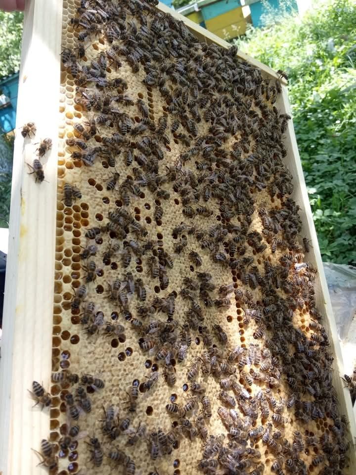 Продам бджоли доставка