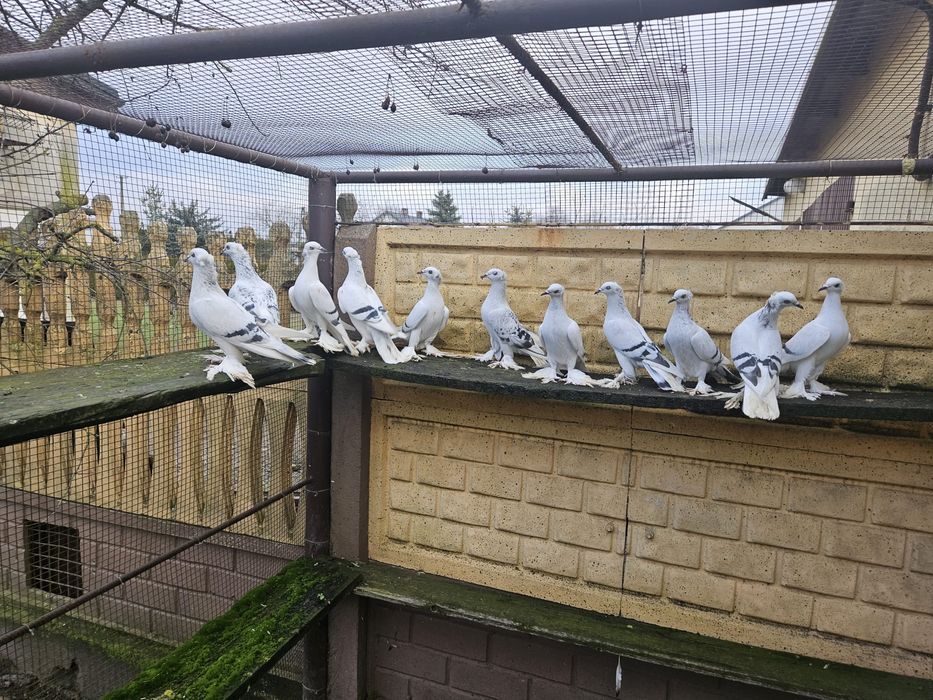 Srebniaki koroniate pasiaste