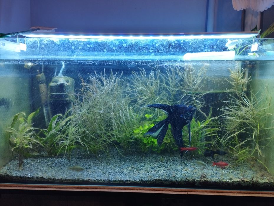 Akwarium 112l z wyposażeniem