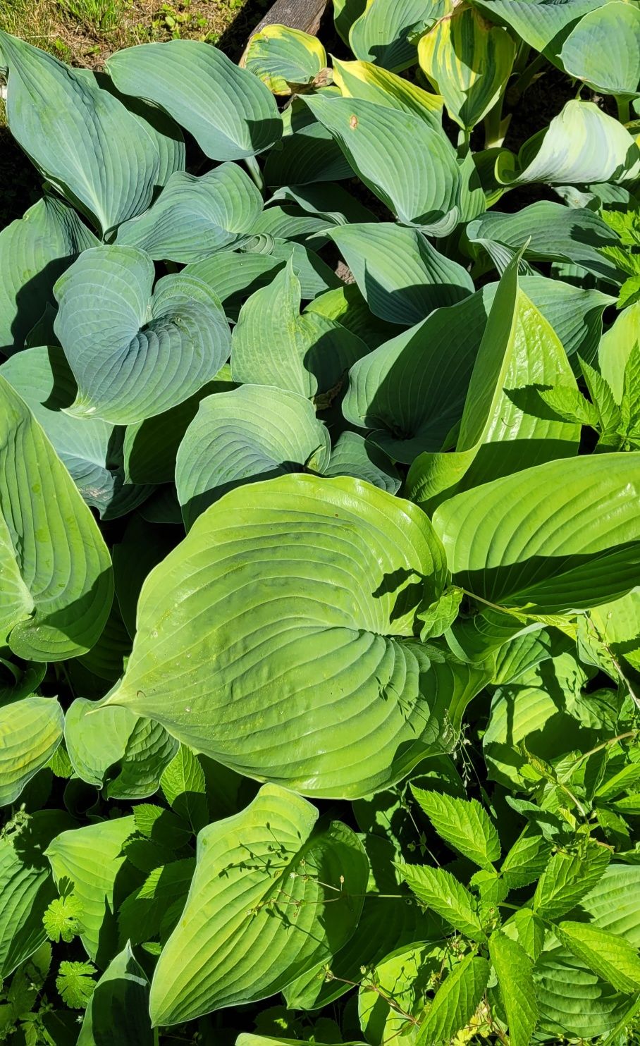 Hosta,  funkia sadzonki różne odmiany