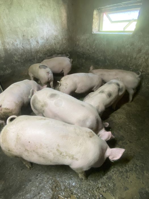 Продам мясні свині