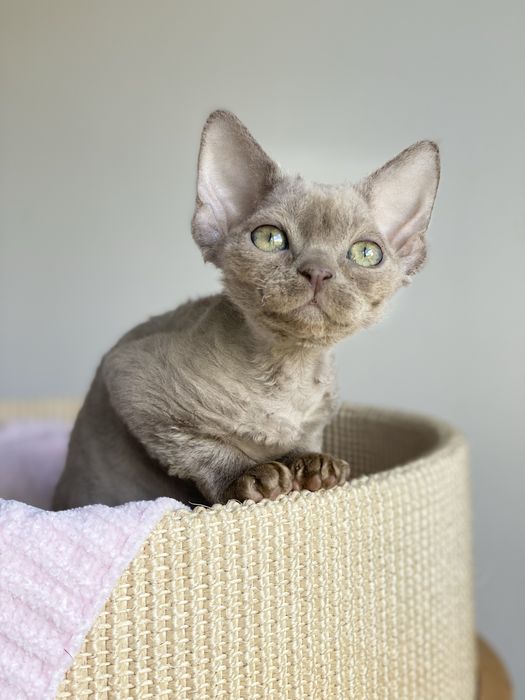 Lavender Love Calvados*PL  Kochana dziewczynka Devon Rex ,  Liliowa