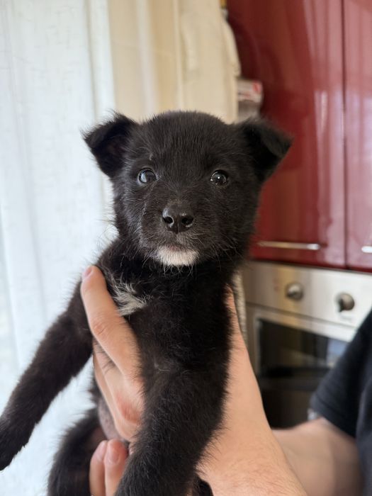 Собака шукає дім