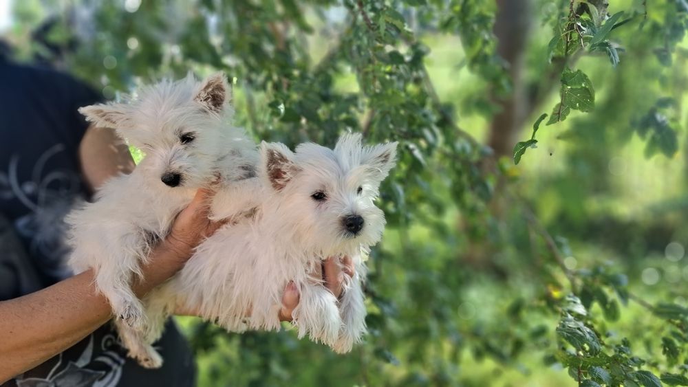 West highland white terrier