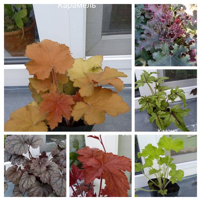 Гейхера багаторічна