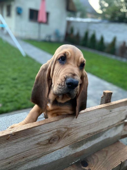 Szczenięta rasy Bloodhound (angielski farbiarz)