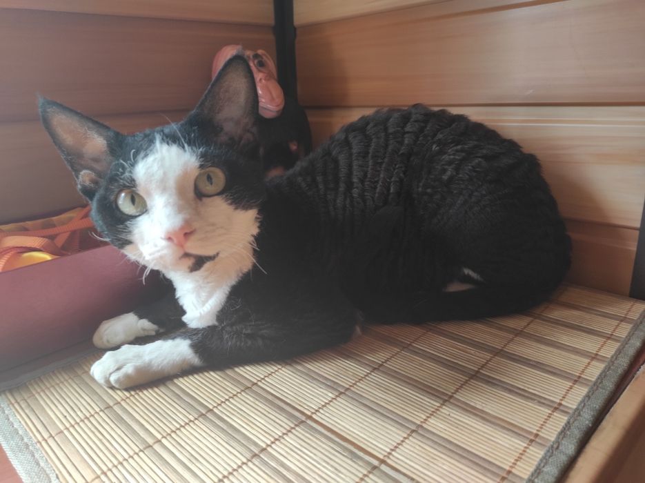 Кот Вязка  Девон Рекс