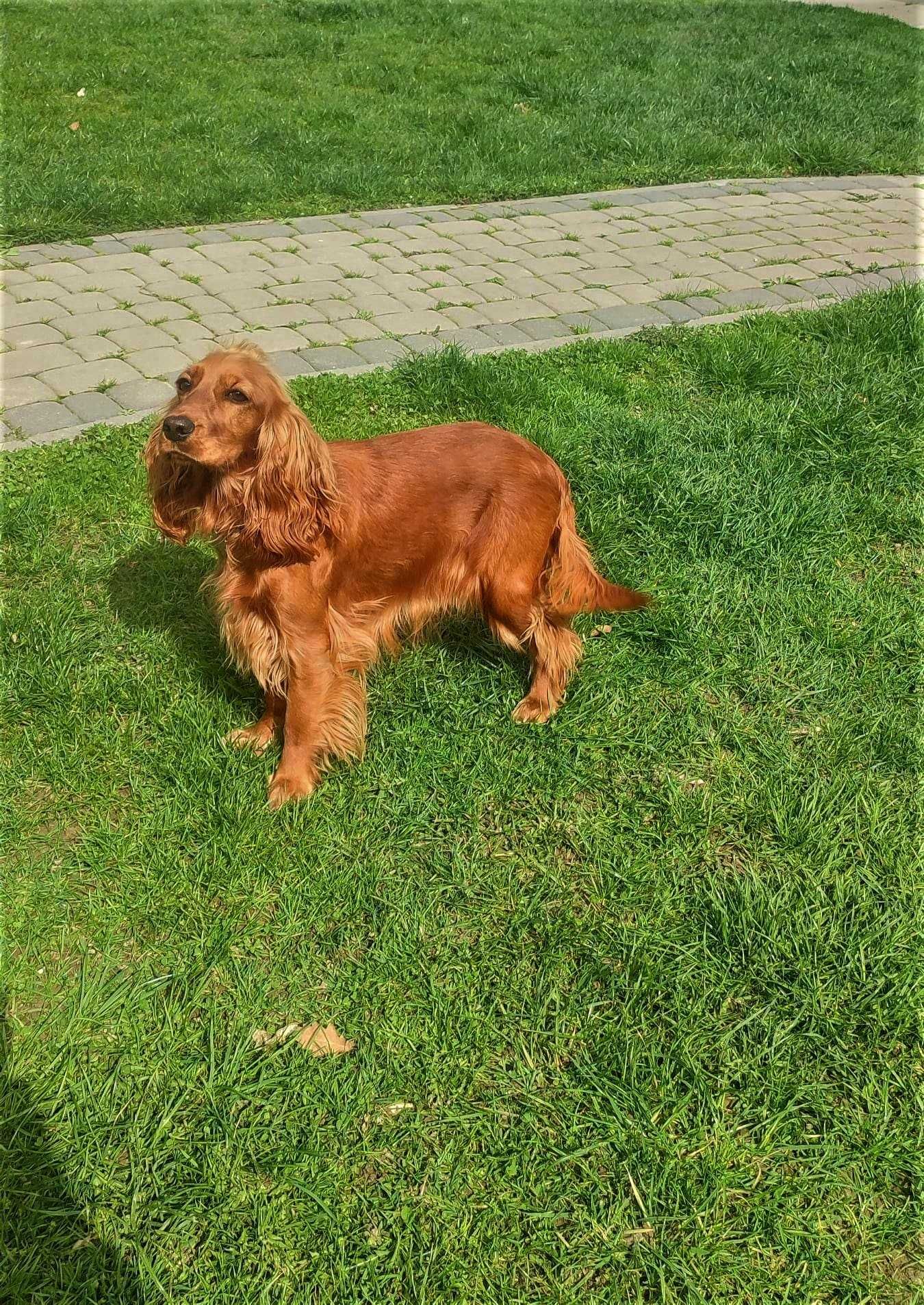 Cockapoo > Cocker & Pudel > hybryda /badania .